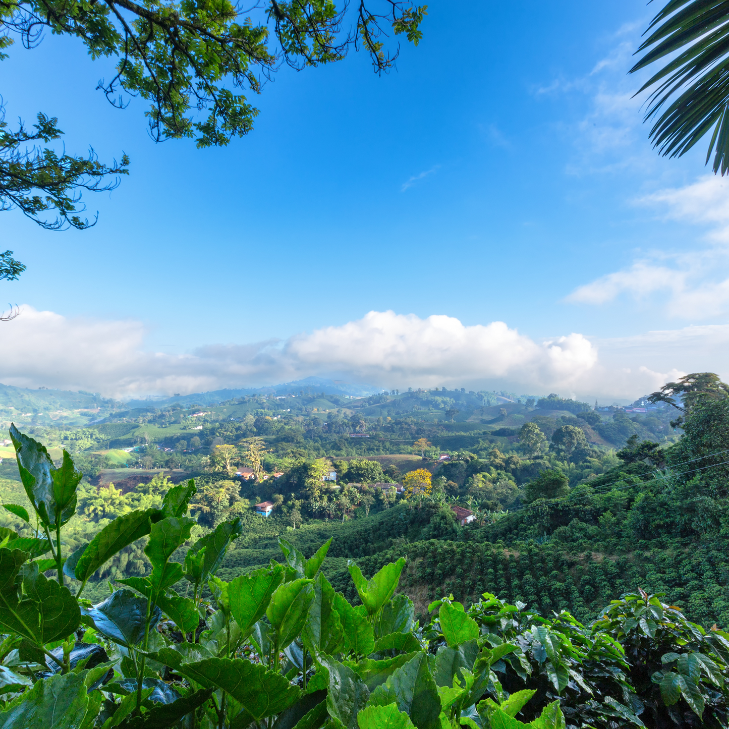 Colombian Decaf