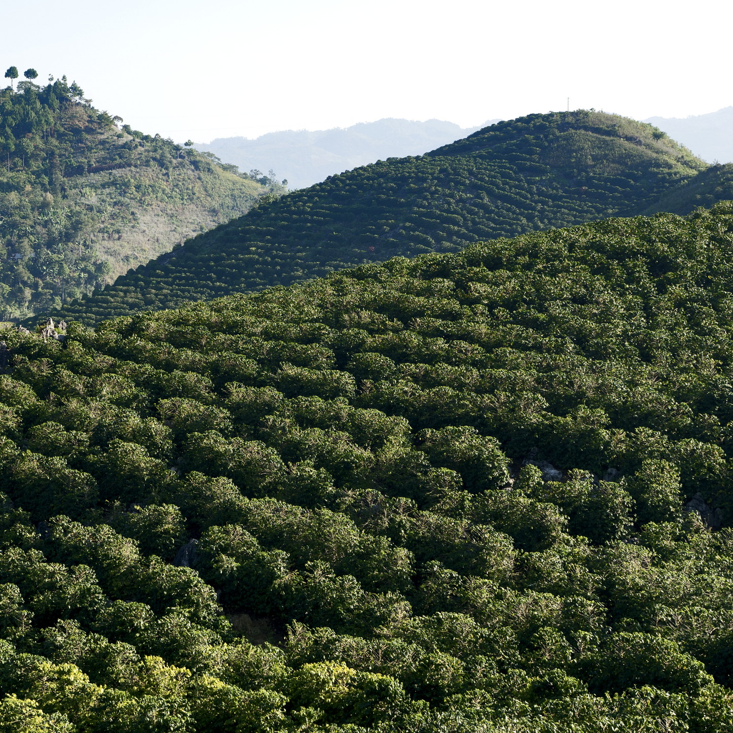 Guatemala Antigua Organic