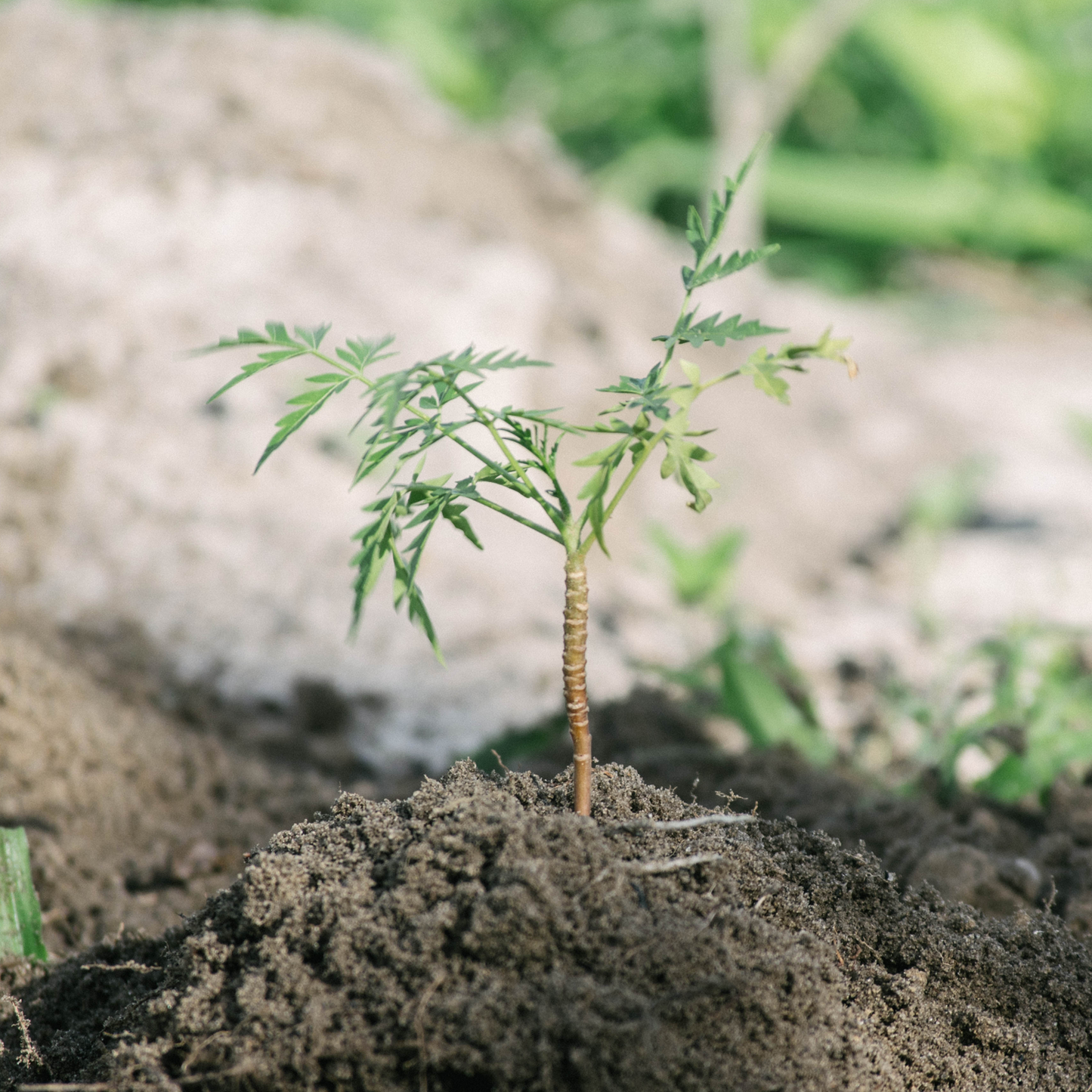 O'Brien Guitars Brazilian Blend (Partner)