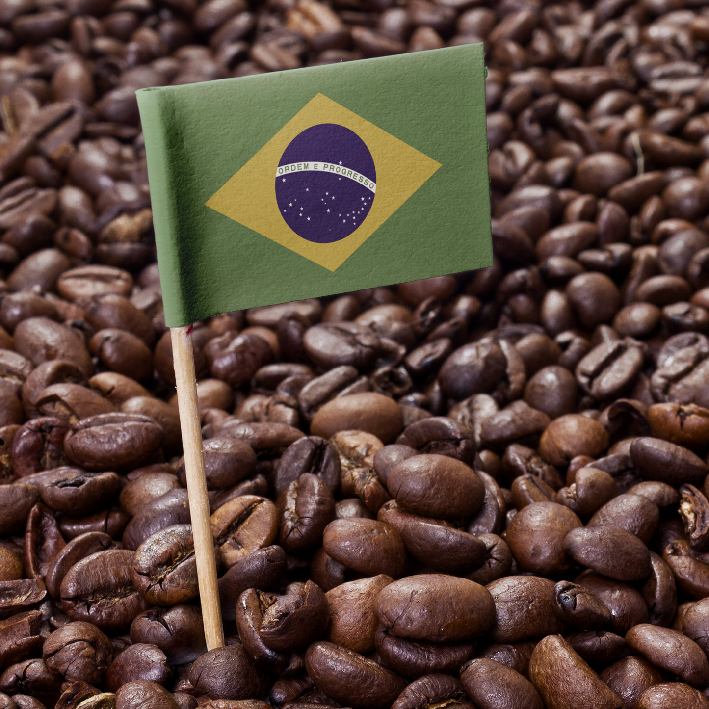 Brazil Bourbon Santos