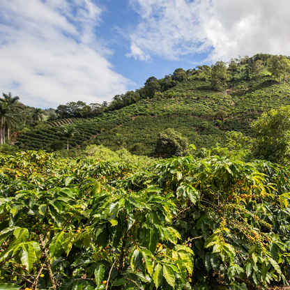 Costa Rica Tarrazu SW-Decaf